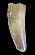 Spinosaurus Tooth - Real Dinosaur Tooth #72258-1
